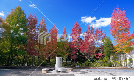 香川用水記念公園の紅葉【香川県三豊市】 99585364