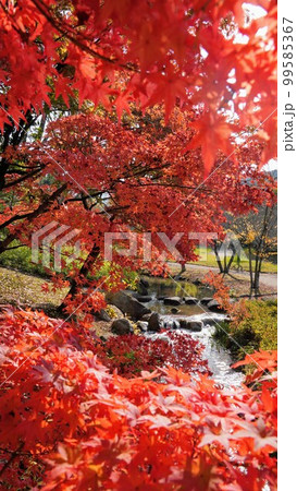 香川用水記念公園の紅葉【香川県三豊市】2 99585367