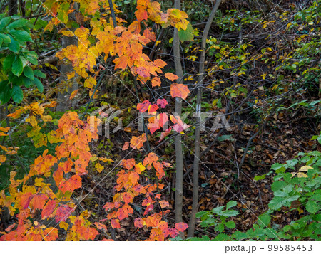 萌える紅葉 萌える紅葉 99585453