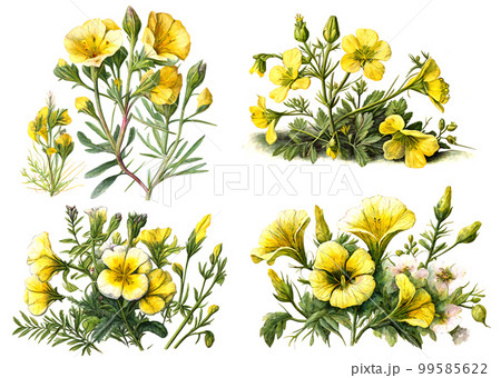 Evening primrose flower and oil watercolor style. Illustration. Evening primrose flower and oil watercolor style. Illustration. 99585622