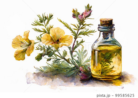 Evening primrose flower and oil watercolor style. Illustration. 99585625