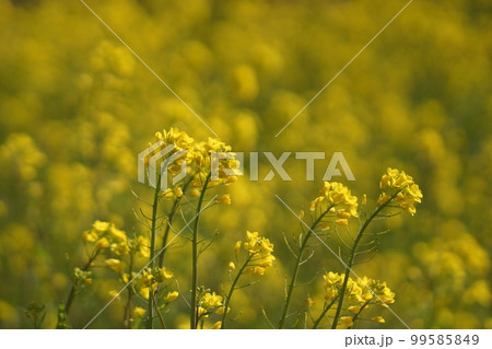 菜の花 99585849