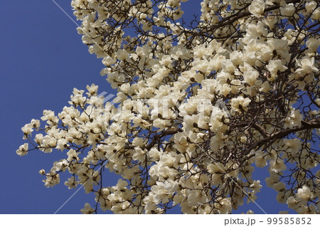 白木蓮の大木 99585852