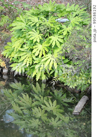 葉が天狗の団扇 葉が天狗の団扇 99586192