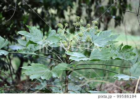 葉が天狗の団扇 99586194