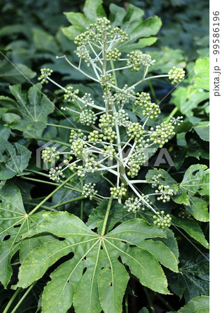 葉が天狗の団扇 99586196