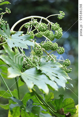 葉が天狗の団扇 葉が天狗の団扇 99586198