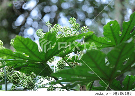 葉が天狗の団扇 99586199