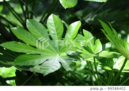 葉が天狗の団扇 99586402