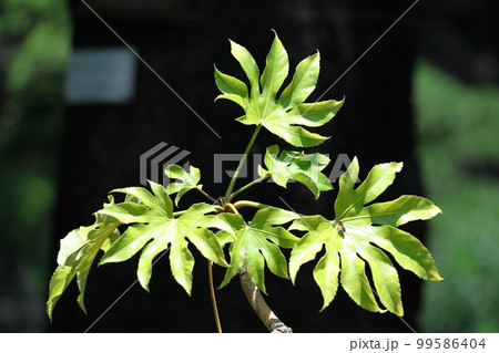 葉が天狗の団扇 99586404