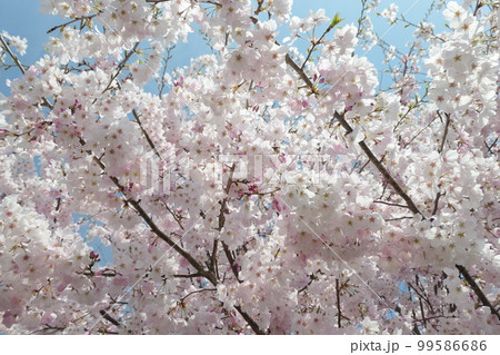 青空にソメイヨシノの花 青空にソメイヨシノの花 99586686