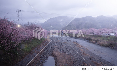 静岡県 河津桜まつり 99586707