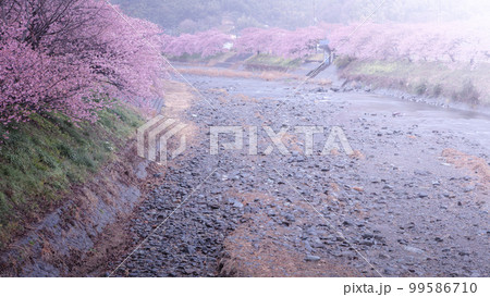 静岡県 河津桜まつり 99586710