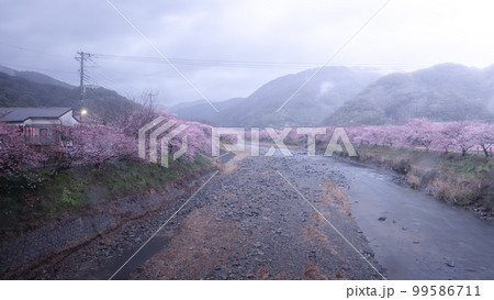 静岡県 河津桜まつり 静岡県 河津桜まつり 99586711