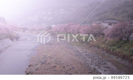 静岡県 河津桜まつり 99586725