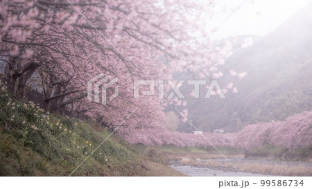 静岡県 河津桜まつり 99586734