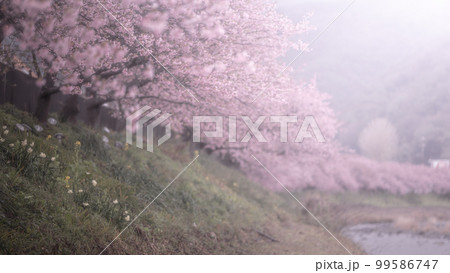 静岡県 河津桜まつり 静岡県 河津桜まつり 99586747
