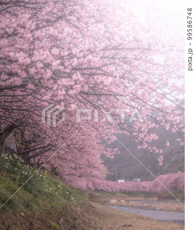 静岡県 河津桜まつり 99586748