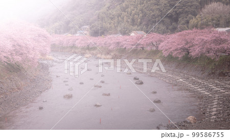 静岡県 河津桜まつり 静岡県 河津桜まつり 99586755