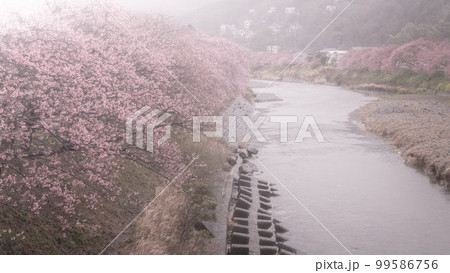 静岡県 河津桜まつり 静岡県 河津桜まつり 99586756