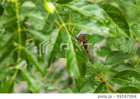 緑色の葉の影に潜むクマゼミ	 99587068