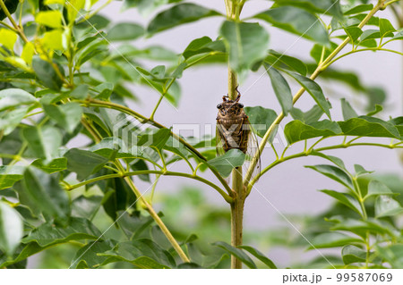 細い木の枝にとまったクマゼミ 99587069