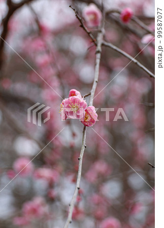 しだれ梅 99587077