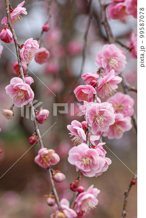 しだれ梅 99587078