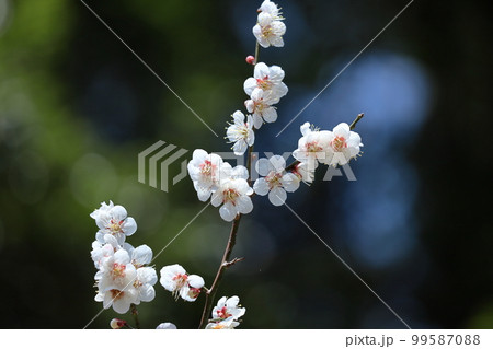 寒さに耐え気品よく咲く 寒さに耐え気品よく咲く 99587088