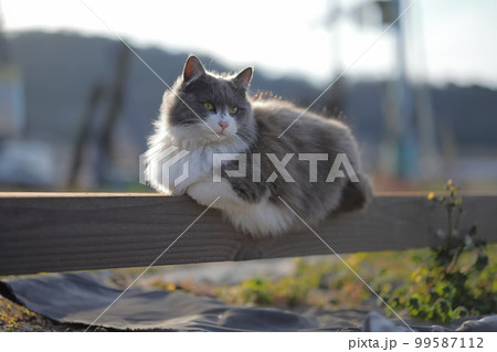 真鍋島の猫 真鍋島の猫 99587112