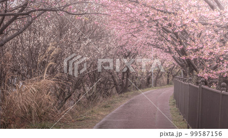 静岡県 河津桜まつり 桜トンネル 99587156