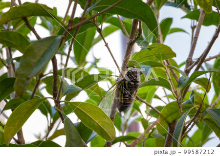 細い枝に止まったクマゼミ 99587212