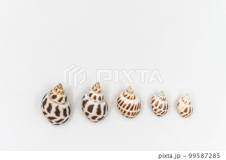 Isolated shells with white Background. Isolated shells with white Background. 99587285