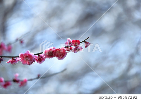 寒さに耐え気品よく咲く 寒さに耐え気品よく咲く 99587292