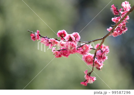 寒さに耐え気品よく咲く 寒さに耐え気品よく咲く 99587296