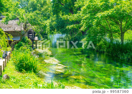 【初夏素材】新緑の大王わさび農場【長野県】 【初夏素材】新緑の大王わさび農場【長野県】 99587360