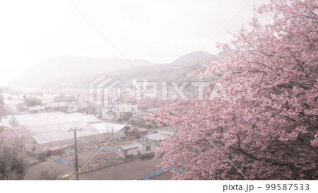 静岡県 河津桜まつり 桜見晴台 静岡県 河津桜まつり 桜見晴台 99587533