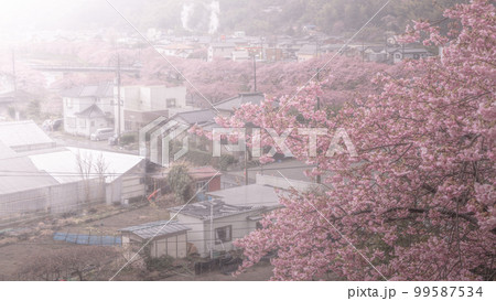 静岡県 河津桜まつり 桜見晴台 静岡県 河津桜まつり 桜見晴台 99587534