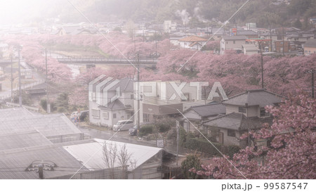 静岡県 河津桜まつり 桜見晴台 99587547