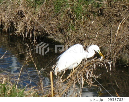 小魚を捕獲して器用に食べているシラサギさんを撮影しました。 99587824