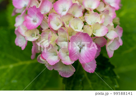 アジサイの花にクローズアップ アジサイの花にクローズアップ 99588141