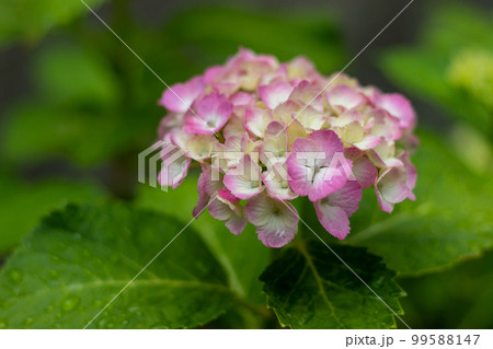 雨上がりのアジサイ 雨上がりのアジサイ 99588147
