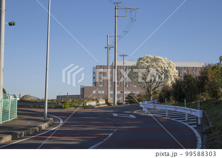 松戸市 新東京病院 周辺の風景 松戸市 新東京病院 周辺の風景 99588303