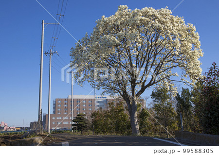 松戸市　新東京病院　周辺の風景 99588305