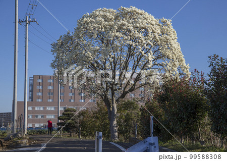 松戸市　新東京病院　周辺の風景 99588308