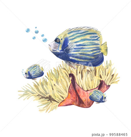Cute tropical fish on a background of pink corals with bubbles on a white background. Watercolor illustration of exotic underwater animals. Suitable for postcards, invitations, wallpapers, aquariums. Cute tropical fish on a background of pink corals with bubbles on a white background. Watercolor illustration of exotic underwater animals. Suitable for postcards, invitations, wallpapers, aquariums. 99588465
