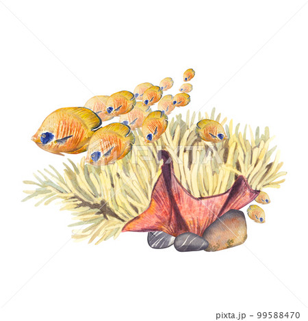 A beautiful flock of yellow fish swims near the reef on a white background. Watercolor illustration of a sea angel and anemone corals. The drawing is suitable for postcards, events, packages. A beautiful flock of yellow fish swims near the reef on a white background. Watercolor illustration of a sea angel and anemone corals. The drawing is suitable for postcards, events, packages. 99588470