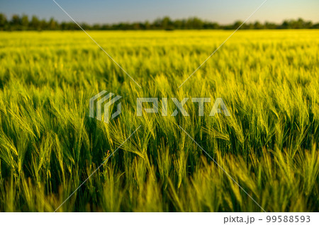 Green spikelets of wheat scatter with a blurred background Green spikelets of wheat scatter with a blurred background 99588593