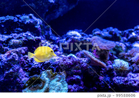 水族館のキイロハギ アクアパーク品川 水族館のキイロハギ アクアパーク品川 99588606