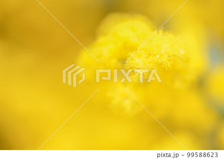 明るい黄色が春を告げ、日々の感謝を伝えるために贈るミモザの写真。 99588623